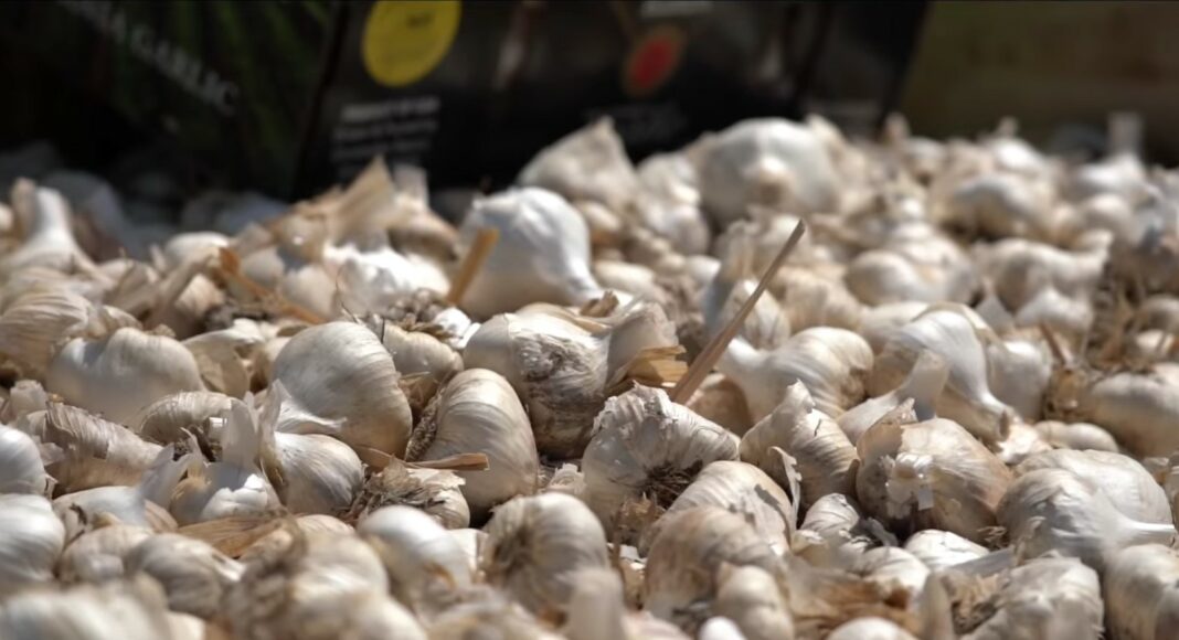 Gilroy Garlic Festival, garlic festival, festival shooting, Gilroy