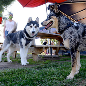 best of silicon valley 2021 family