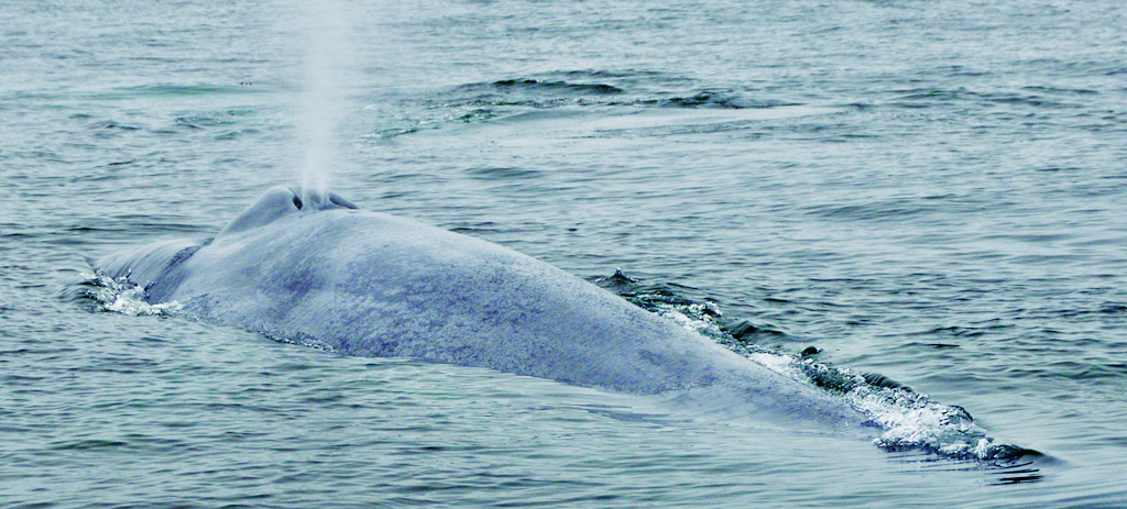 Blue Whale