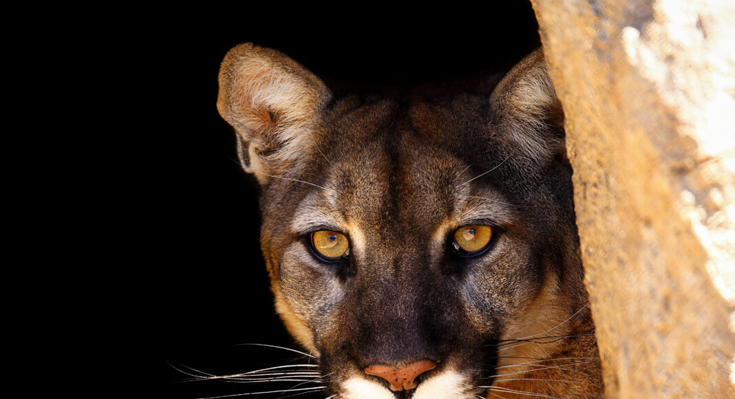 California Mountain Lion