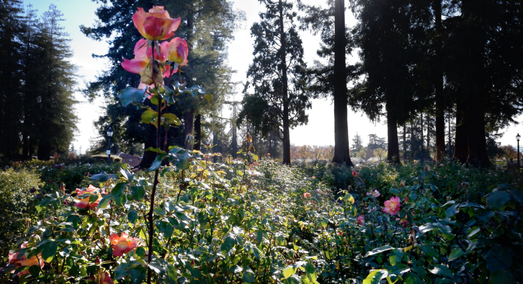 Municipal Rose Garden