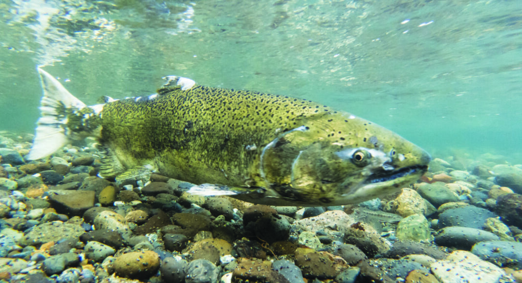 Chinook Salmon