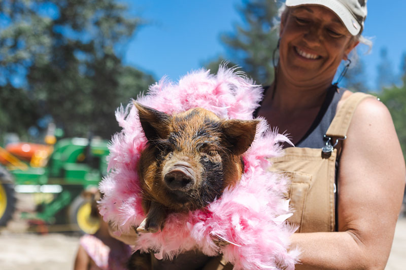 pig gravenstein apple fair