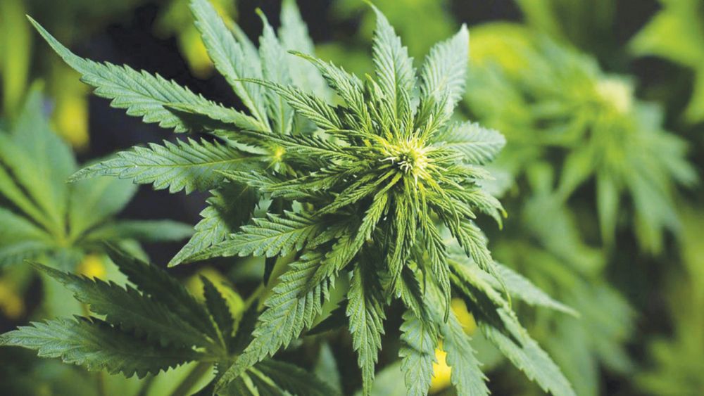 cannabis, Air Supply, Redwood City, San Jose, Silicon Valley