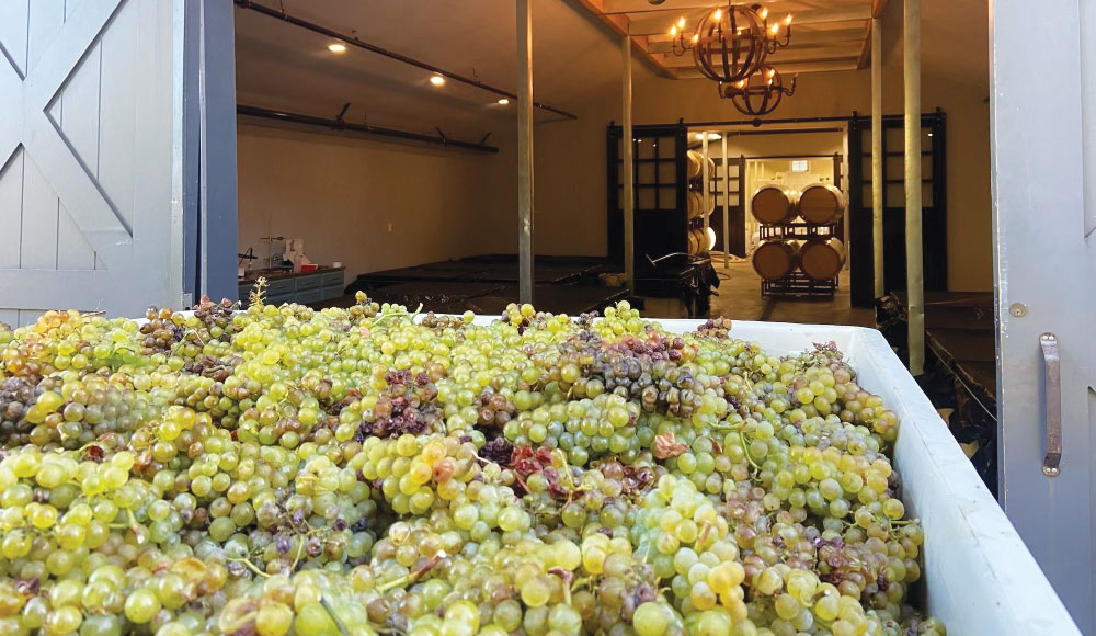 Large crate of grapes