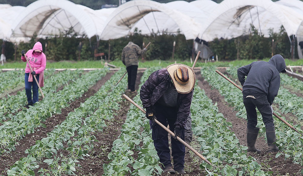 Workers in a strawberry field