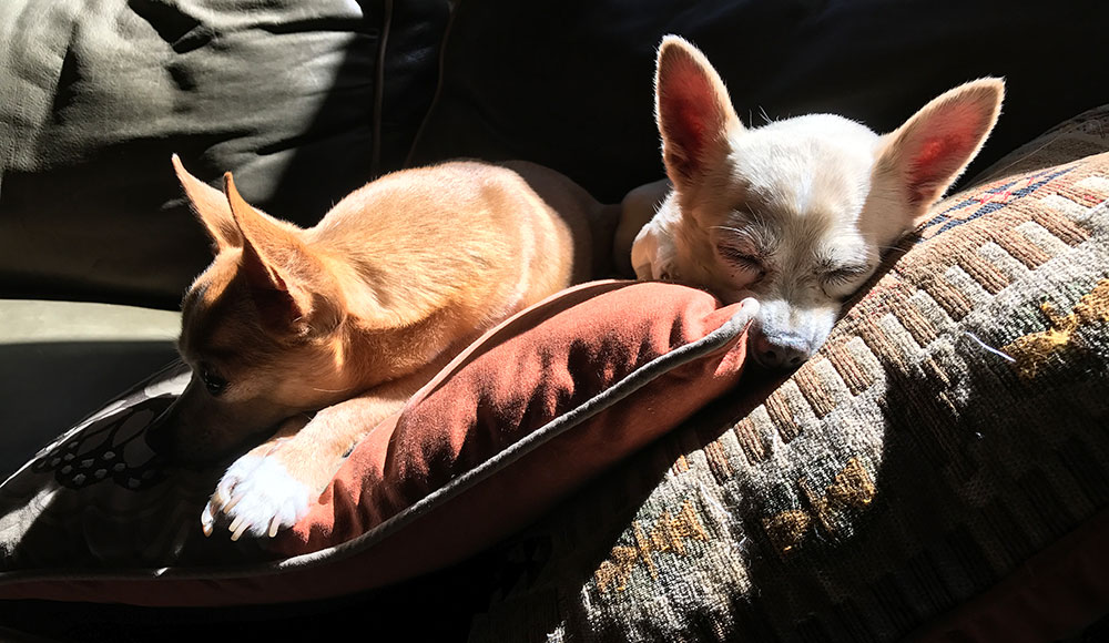 Two dogs sleeping in the sun