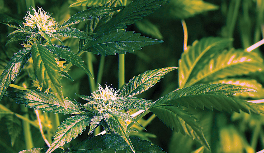 closeup of cannabis buds and leaves