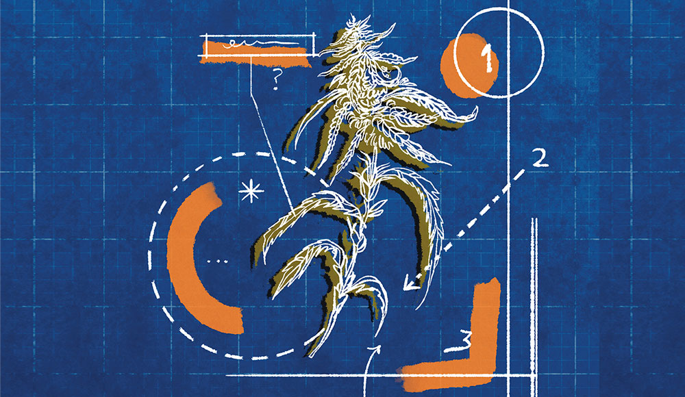 Illustration of cannabis on a blueprint background