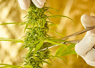Hands wearing gloves using a pair of scissors to cut part of a marijuana plant