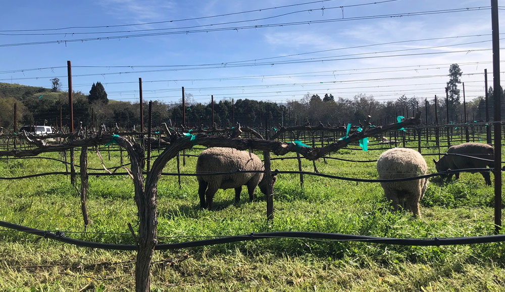 Sheep grazing in a vineyard