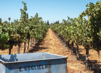 Rows of grapes in a vineyard