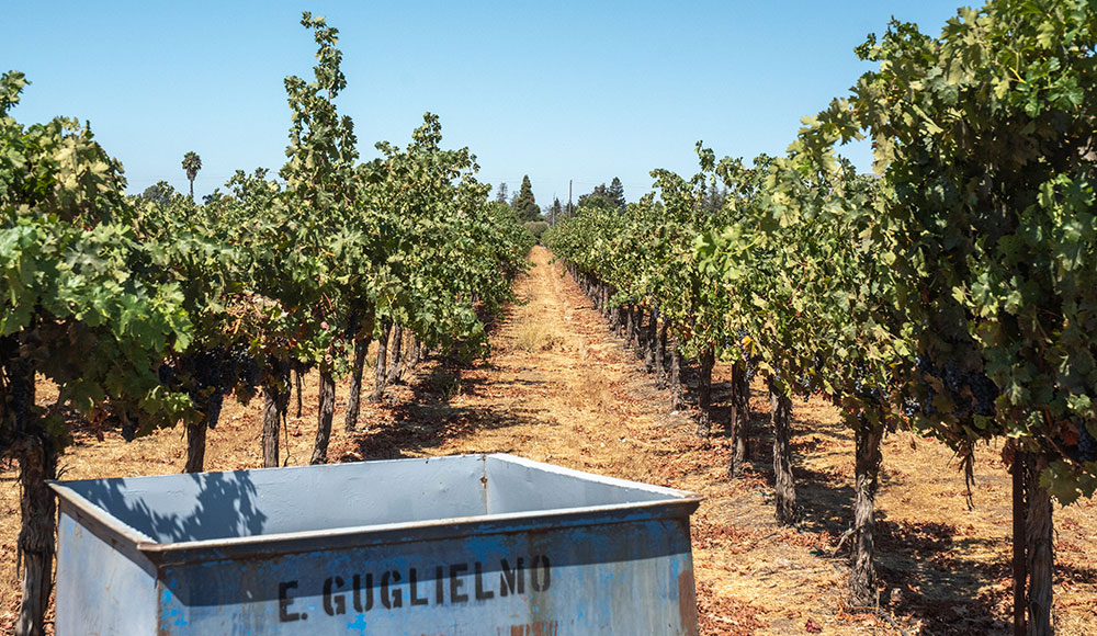 Rows of grapes in a vineyard