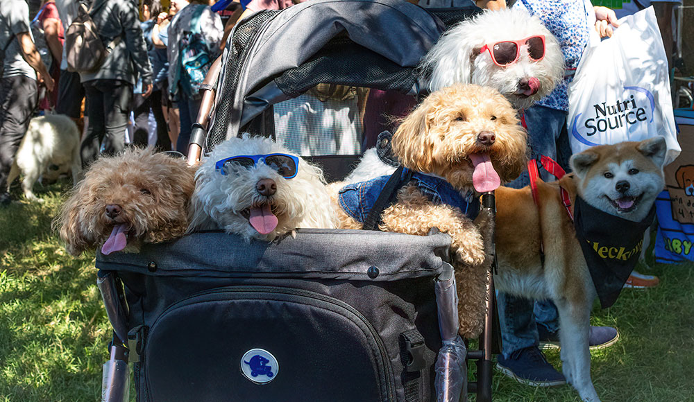 Four dogs relaxing in a big stroller