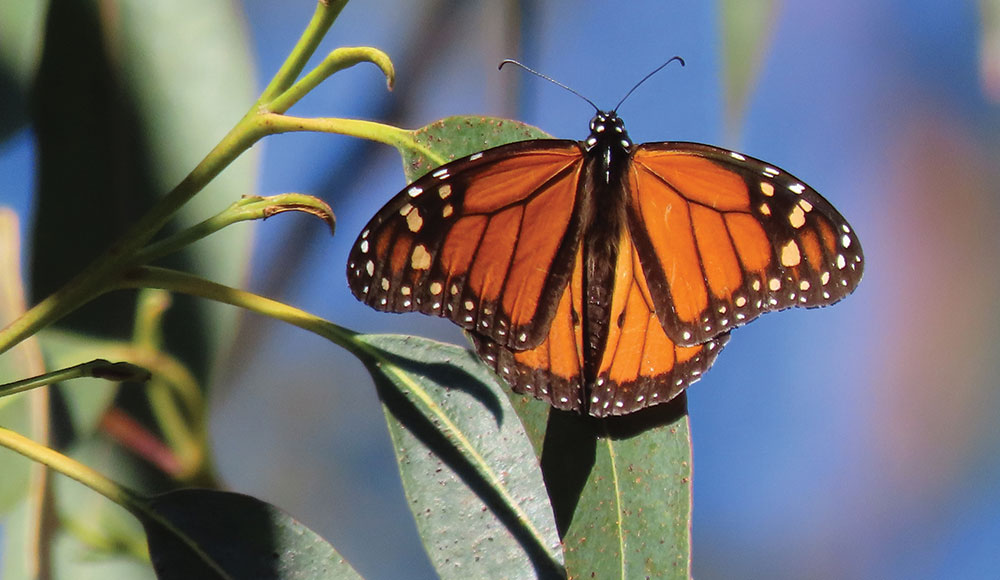 Monarch butterfly on a eucalyptus tree